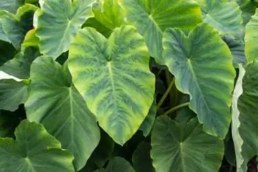 Taro или kalo или colocasia esculenta съедобные растения в огороде Taro или kalo или colocasia esculenta съедобные растения в огороде