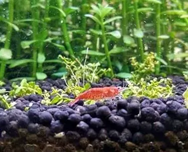 Bacopa monnieri Живые аквариумные растения