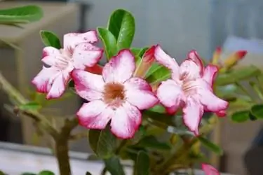 Прекрасная роза пустыни (Adenium obesum)