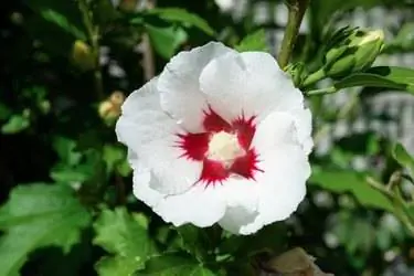 Розовая мальва или белый цветок Hibiscus syriacus, растущий в летнем саду, мягкий избирательный фокус Розовая мальва или белый цветок Hibiscus syriacus, растущий в летнем саду, мягкий избирательный фокус
