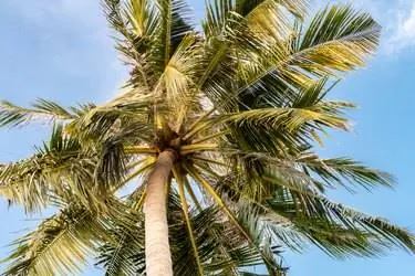 Кокосовая пальма (Cocos nucifera), пальма, вид снизу, большие листья, фон голубого неба, Мальдивы.