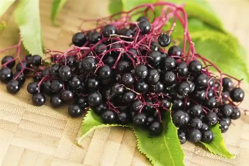 Какая на вкус ягода бузины?