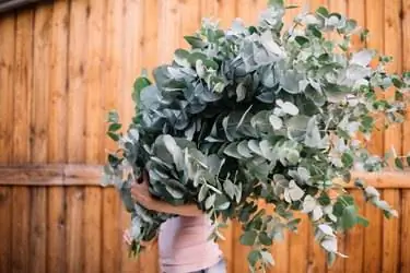 Свежие черенки Eucalyptus cinerea. Свежие черенки Eucalyptus cinerea.