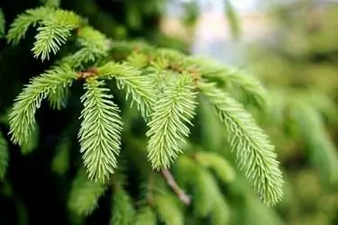 Крупный план еловой ветки Крупный план еловой ветки
