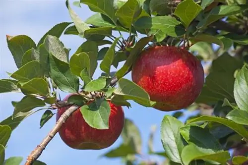 Как вырастить яблони Honeycrisp