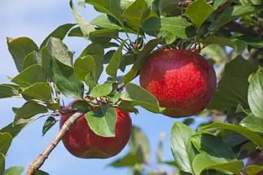 Яблоки Ханикрисп на ветке