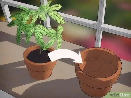 Выращивание чувствительного растения (Mimosa pudica) Шаг 7