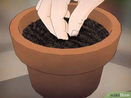 Выращивание чувствительного растения (Mimosa pudica) Шаг 4