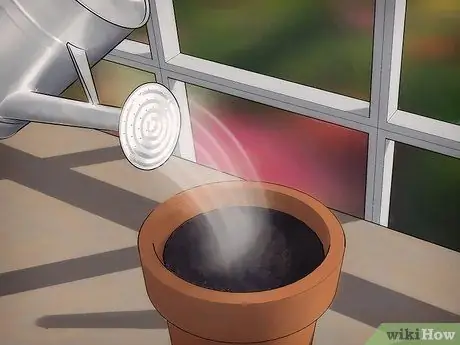 Выращивание чувствительного растения (Mimosa pudica) Шаг 5