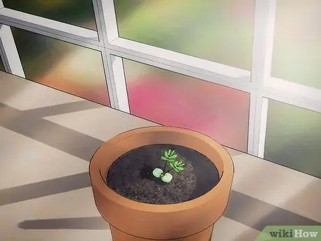 Выращивание чувствительного растения (Mimosa pudica) Шаг 6