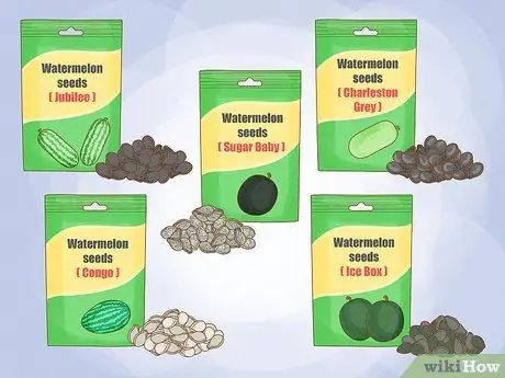 Выращивание арбузов, шаг 1 Выращивание арбузов, шаг 1
