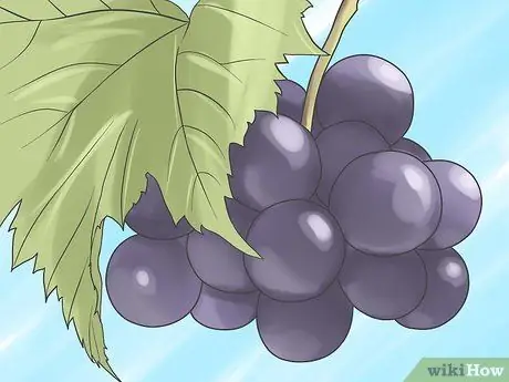 Выращивание виноградных лоз, шаг 1