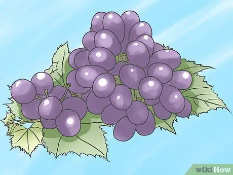 Выращивание виноградных лоз, шаг 12