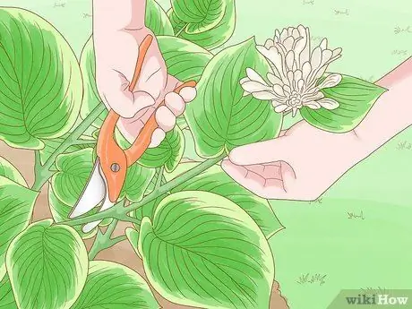 Prune Hostas Шаг 1 Prune Hostas Шаг 1