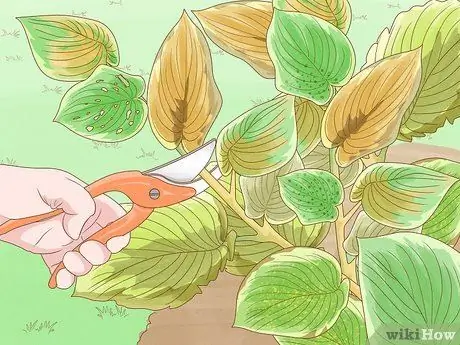 Prune Hostas Шаг 11 Prune Hostas Шаг 11