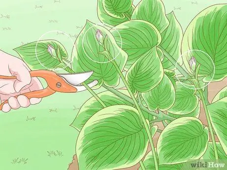 Prune Hostas Шаг 2 Prune Hostas Шаг 2
