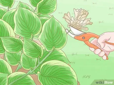 Prune Hostas Шаг 3 Prune Hostas Шаг 3