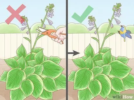 Prune Hostas Шаг 4 Prune Hostas Шаг 4