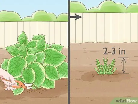 Prune Hostas Шаг 6 Prune Hostas Шаг 6