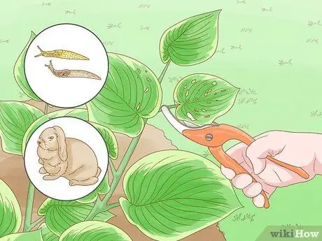 Prune Hostas Шаг 8 Prune Hostas Шаг 8