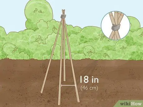 Выращивание фасоли Runner Step 11