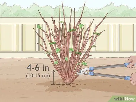 Чернослив Mock Orange Shrubs Шаг 11 Чернослив Mock Orange Shrubs Шаг 11