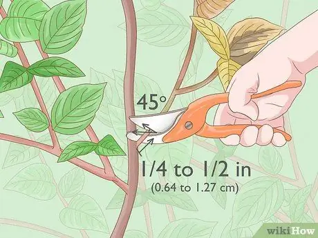 Чернослив Mock Orange Shrubs Шаг 6 Чернослив Mock Orange Shrubs Шаг 6
