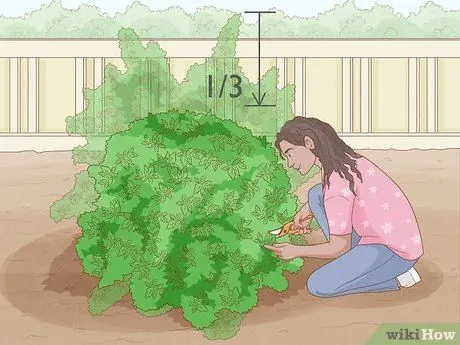 Чернослив Mock Orange Shrubs Шаг 7 Чернослив Mock Orange Shrubs Шаг 7