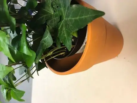 Ниц!