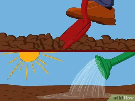 Выращивание японской кровяной травы, шаг 1 Выращивание японской кровяной травы, шаг 1