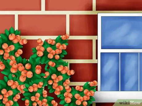 Растение пираканта Шаг 13 Растение пираканта Шаг 13