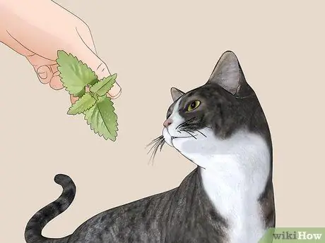 Используйте кошачью мяту Шаг 5 Используйте кошачью мяту Шаг 5