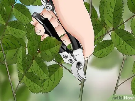 Черносливовые розы зимой, шаг 2 Черносливовые розы зимой, шаг 2