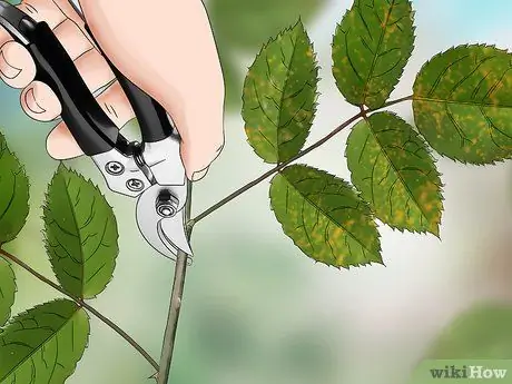Черносливовые розы зимой, шаг 5 Черносливовые розы зимой, шаг 5