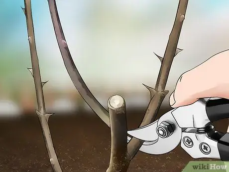 Черносливовые розы зимой, шаг 6 Черносливовые розы зимой, шаг 6