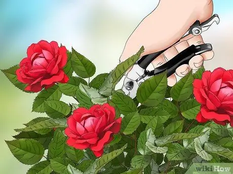 Черносливовые розы зимой, шаг 9 Черносливовые розы зимой, шаг 9