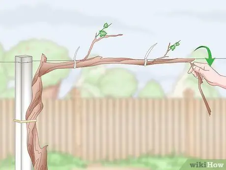 Приручить виноградные лозы, шаг 4