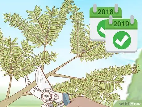 Посадить мескитовое дерево Шаг 17 Посадить мескитовое дерево Шаг 17