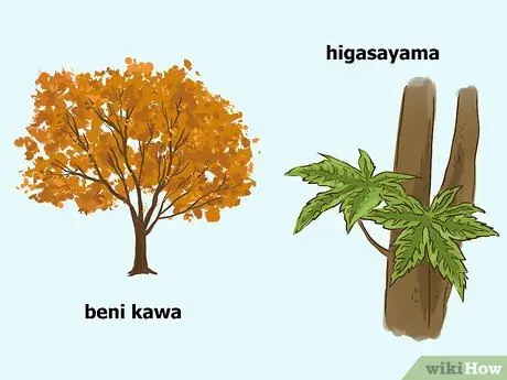 Выберите японский клен Шаг 12