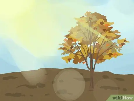 Выберите японский клен Шаг 5