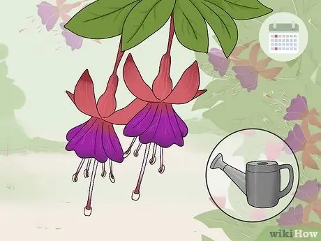 Зимние фуксии Step 1 Зимние фуксии Step 1