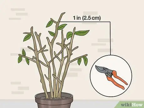 Зимние фуксии Step 11 Зимние фуксии Step 11