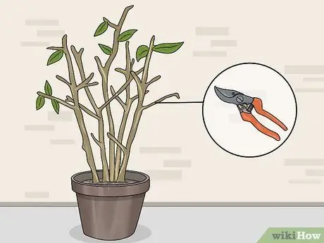Зимние фуксии Step 14 Зимние фуксии Step 14