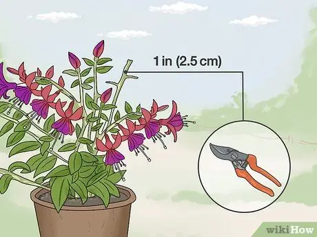 Зимние фуксии Step 3 Зимние фуксии Step 3