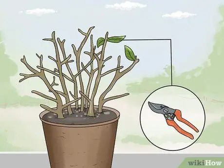 Зимние фуксии Step 4 Зимние фуксии Step 4