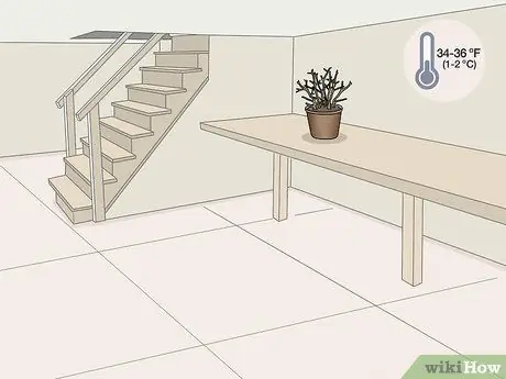 Зимние фуксии Step 5 Зимние фуксии Step 5