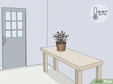 Зимние фуксии Step 6 Зимние фуксии Step 6