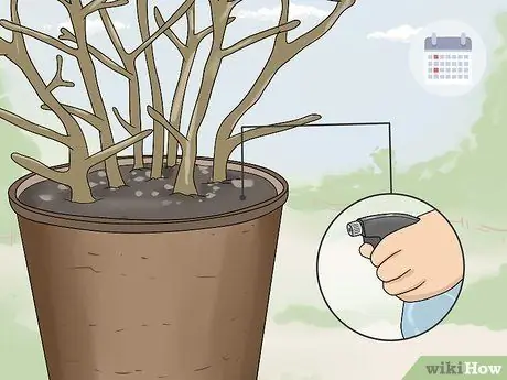 Зимние фуксии Step 7 Зимние фуксии Step 7