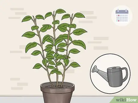 Зимние фуксии Step 9 Зимние фуксии Step 9