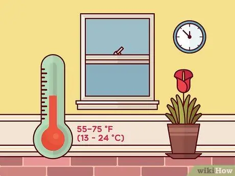 Получите лилии каллы для цветов, шаг 2 Получите лилии каллы для цветов, шаг 2